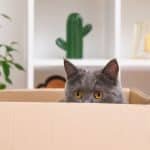 Een kat verhuizen