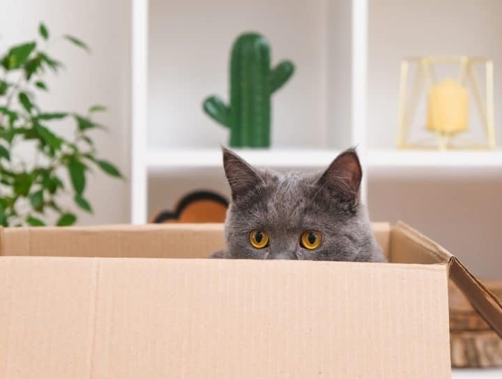 Een kat verhuizen